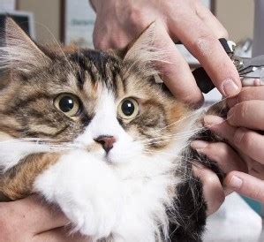 Virginia beach koa holiday is located in virginia beach, virginia and offers great camping sites! Cat Grooming in Virginia Beach, VA | Bathing, Brushing ...
