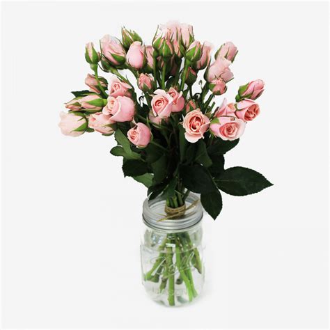 Majolika Light Pink Spray Rose Flower Bouquet 10 Stems