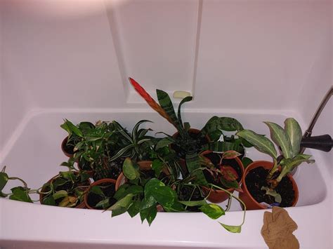 Plant Spa Day Rplants