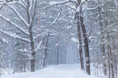 The Blizzard In The Winter Forest Or Park With The Falling Snow Stock