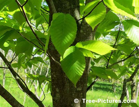 Types Of Beech Tree With Pictures