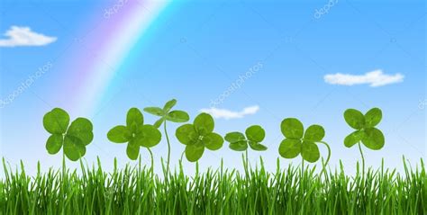 Close Up Shot Of Four Leaf Clovers In A Field Stock Photo By ©vitaina