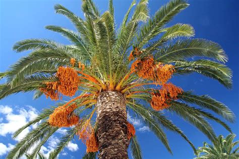Date Palm Description Uses And Cultivation Britannica