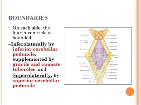 Fourth Ventricle Anatomy