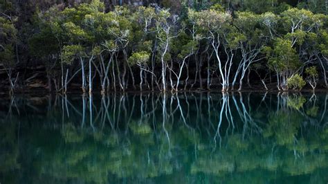 Mangroves In Garigal National Park Sydney New South