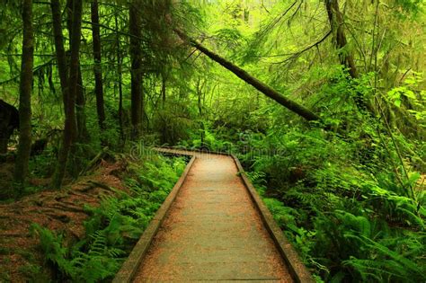 Pacific Northwest Forest Hiking Trail Stock Photo Image Of