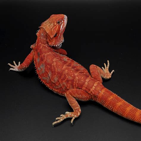 Red Bearded Dragons The Ultimate Guide To Care And Feeding