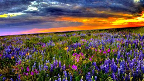 Flower Field Background