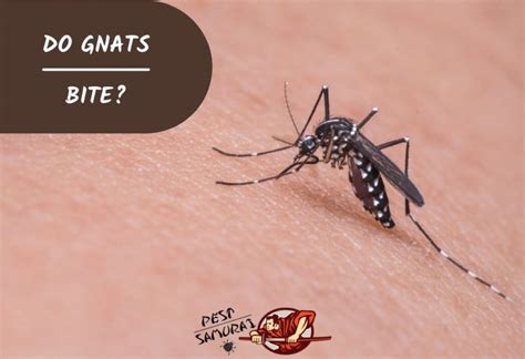 Do Gnats Bite Best Gnat Repellent Treatments And More Pest Samurai