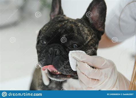 Veterinarian Doctor With French Bulldog At Vet Ambulance Stock Photo