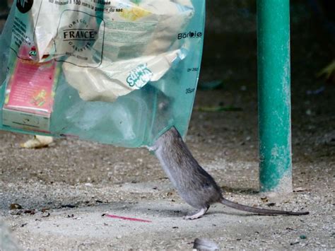 Les rats à Paris conséquence de la fan zone de l Euro Sciences et Avenir
