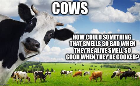 Funny Cow Memes