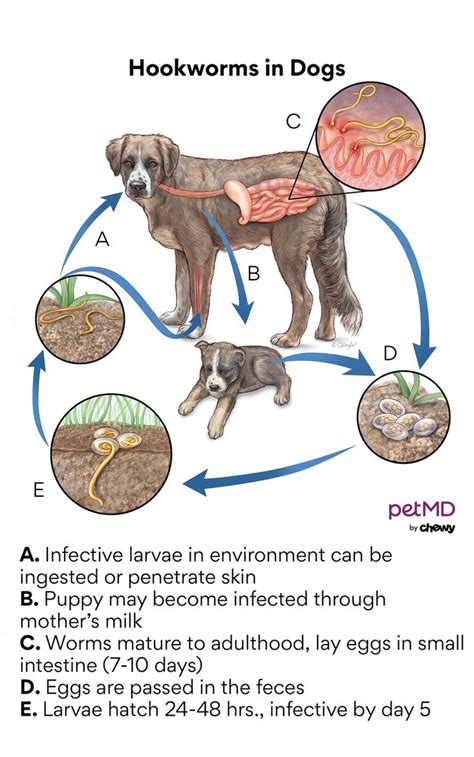 Can You See Round Worms In Dogs Poop