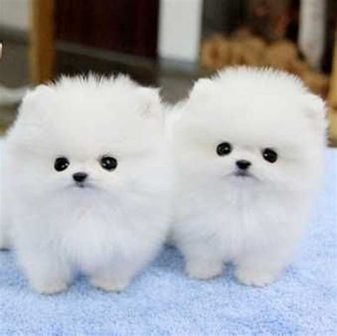 Top 10 Cutest Puppies In The World Photos