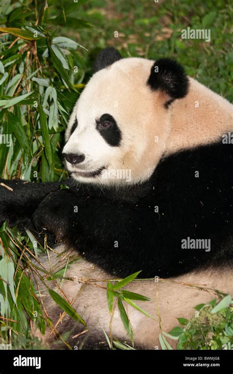 El Panda Gigante Ailuropoda Melanoleuca En La Base De Investigación