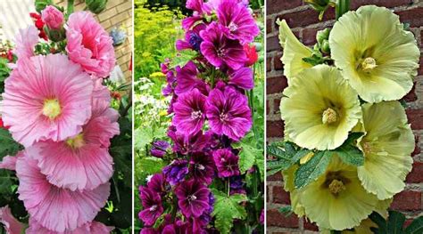 15 Hollyhock Plants Flowers Leaves Seeds Pictures Identification