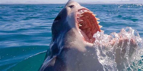 Why Great White Sharks Cant Be Kept In Captivity