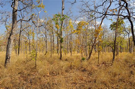 Dry Deciduous Forest Cambodia Stock Image F0318817 Science