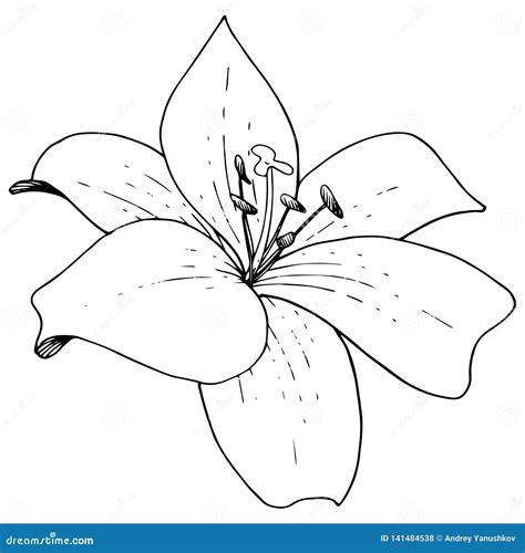 Vector Lily Floral Botanical Flower Engraved Ink Art On White
