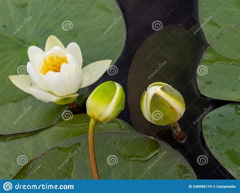 White Color Water Lilies Creative Concept And Living Areas In The Lake