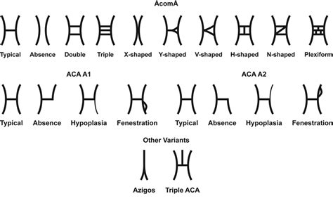 Classification Of Anatomical Variants Of The A1 And A2 Segments Of The
