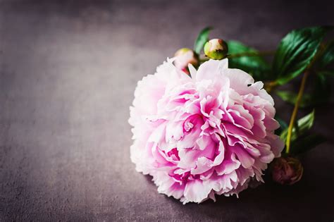 Erfahren sie im gartenlexikon alles über die pflege von paeonia. Pfingstrosen Wirkung, Anwendung und Pflegetipps