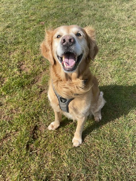 Golden Retriever Lab Mix Puppies For Sale Northern California