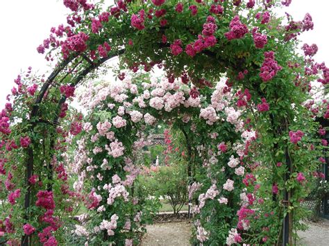 Over 32,523 rose tree pictures to choose from, with no signup needed. French Beauty Mark: The Rose Garden at L'Hay-les-Roses Paris