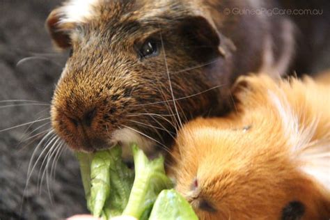 Does petsmart groom guinea pigs? How Much Do Guinea Pigs Cost