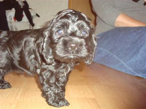 Looking for pups for sale in ontario, canada? Cocker Spaniel Puppies 5 Weeks Old for Sale in Dallas ...