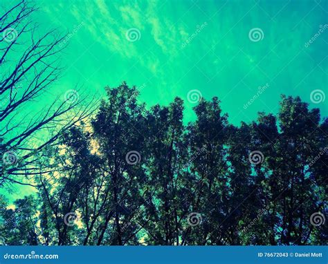 Turquoise Sky Stock Image Image Of Turquoise Trees 76672043