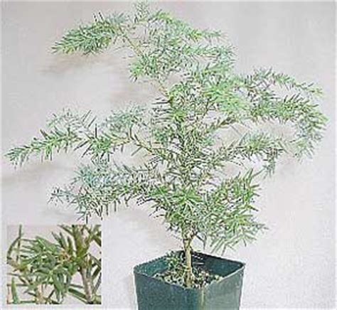 De tsuga canadensis 'pendula' is een canadese hemlock als bonsaiboom. Abeto oriental, Tuya del Canadá - Tsuga canadensis - BONSAI