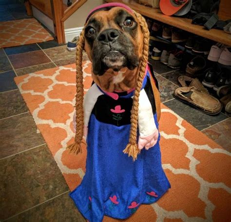 Boxer Halloween Costume Boxer Dogs Clever Halloween