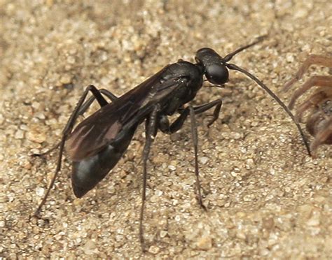 Small Black Spider Wasp Priocnemis Cornica Bugguidenet