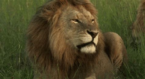 Roaring Lion Gif Savagekingdom Savagekingdomgifs Lion Discover My XXX