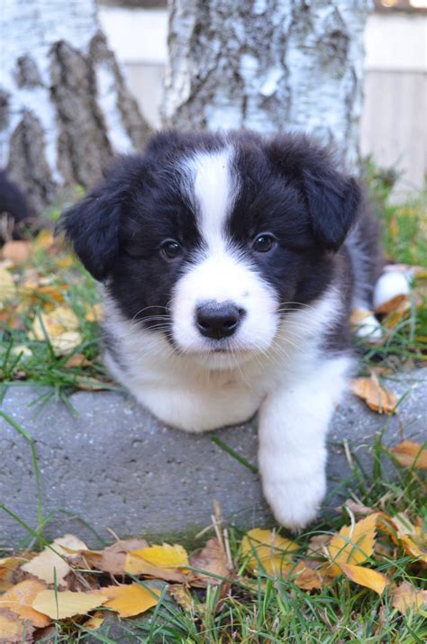 There is little, if anything. Border Collie Dog Galaxy Centro Cinofilo Forli ...