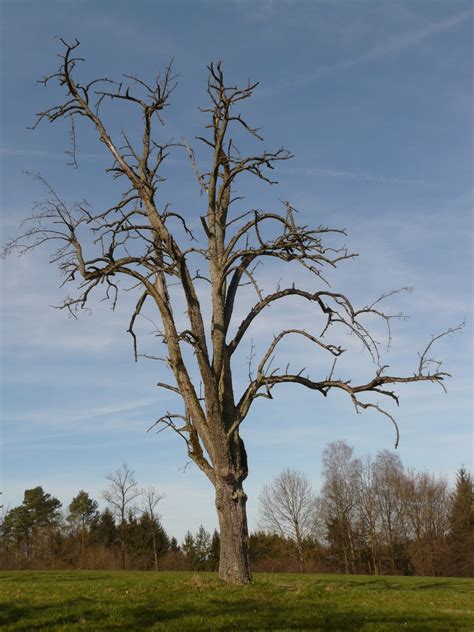 It is a unit of poetry composed of lines that relate to a similar. The Tell Tale Signs of a Dying Tree | Ray's Tree Service