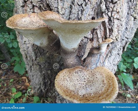 Dryad S Saddle Or Pheasant S Back Mushroom Stock Photo Image Of