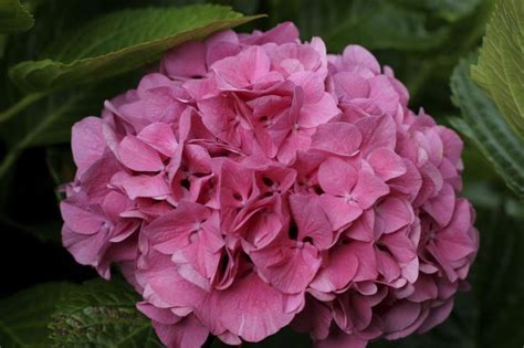 How to make soil mix yourself. Best Plants For Alkaline Soil - Which Plants Like Alkaline ...