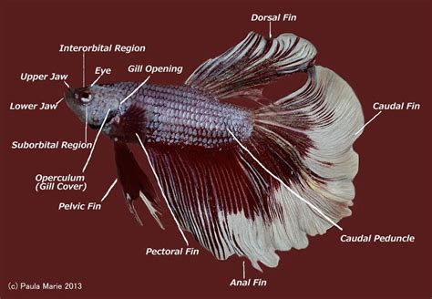 Betta Fish Anatomy By Youlittlemonkey On Deviantart