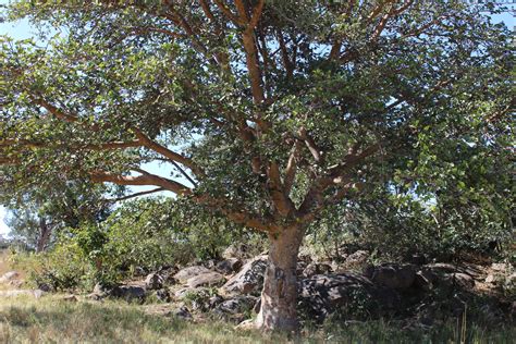 Untangle Your Roots From These Amazing Details On 15 Of Zimbabwes