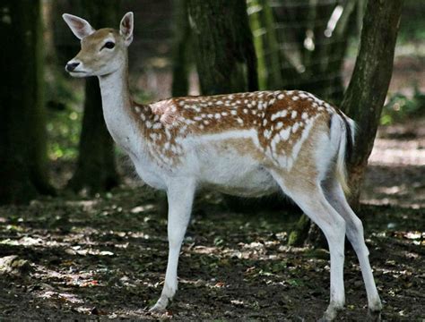 White Tailed Deer The Animal Facts Appearance Diet Habitat Behavior