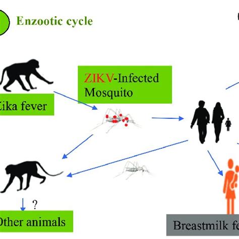 1 The Life Cycle Of A Mosquito 2 Zikv Infection And Transmission