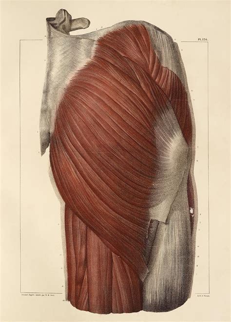 Pelvic Femoral Muscles 1831 Artwork Photograph By Science Photo Library