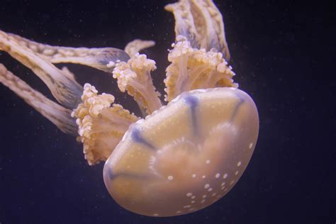 Box Jellyfish Will Fisher Flickr