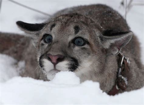 Us Authorities Declare Eastern Puma Extinct 80 Years