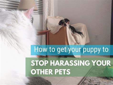 How To Get Your Puppy To Stop Harassing Your Cat Older Dog And Other