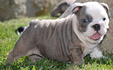 27 English Bulldog Blue Puppy Pic Bleumoonproductions