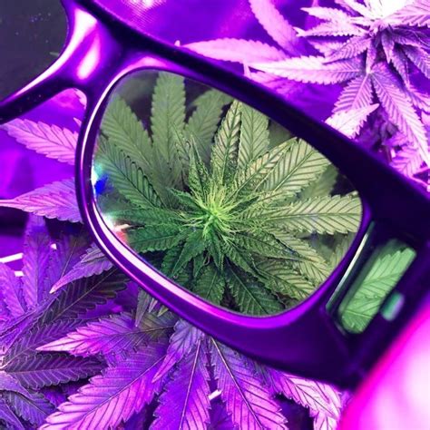 If you liked the top choice, chances are that you will enjoy these lights as well. Best LED Grow Light Glasses: Top 10 Best LED Grow Room ...