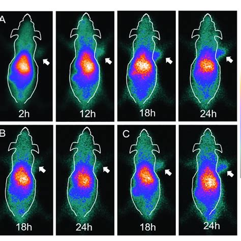 SPECT Imaging Of Tumor Bearing Nude Mice Injected With 99m